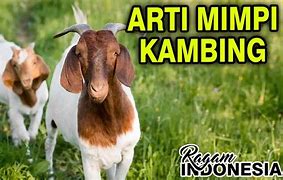 Mimpi Diseruduk Kambing Togel